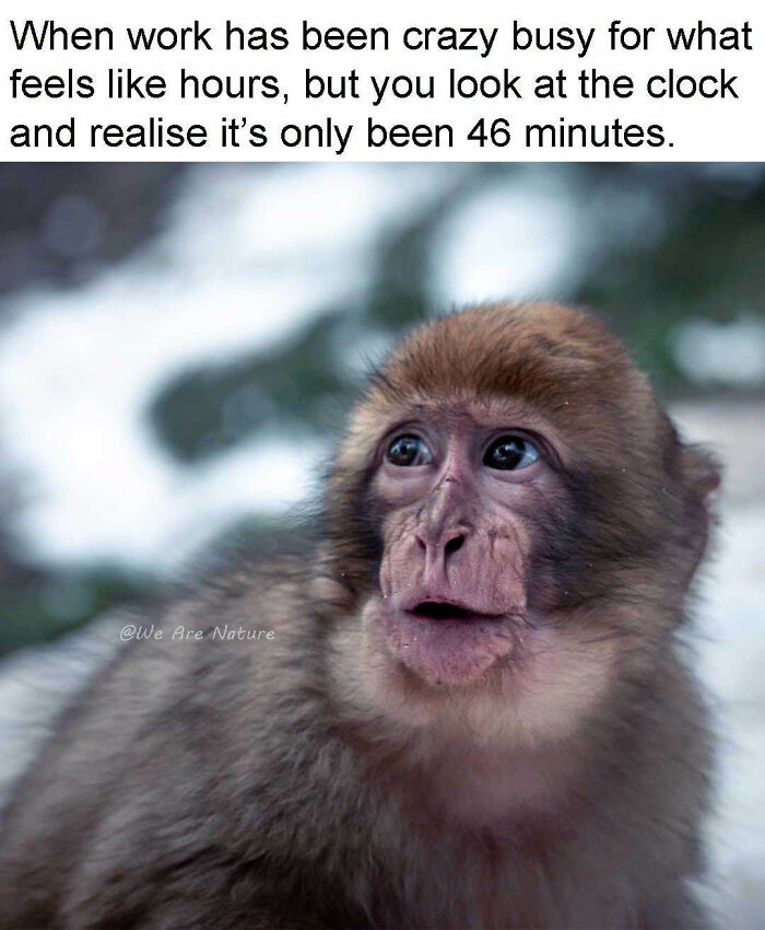 88 Amusing, Cute, And Incredibly Relatable Animal Memes To Make Your Day