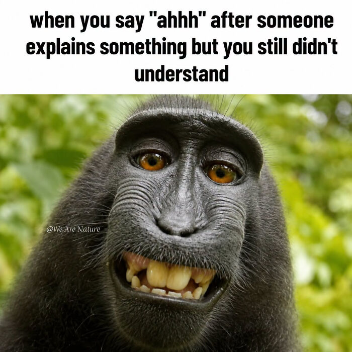 88 Amusing, Cute, And Incredibly Relatable Animal Memes To Make Your Day