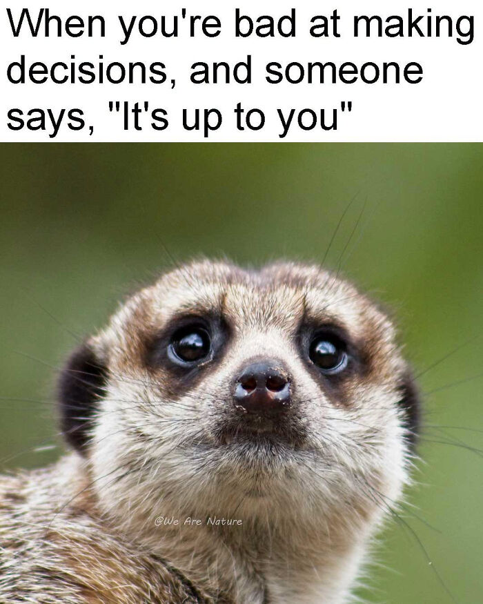 88 Amusing, Cute, And Incredibly Relatable Animal Memes To Make Your Day