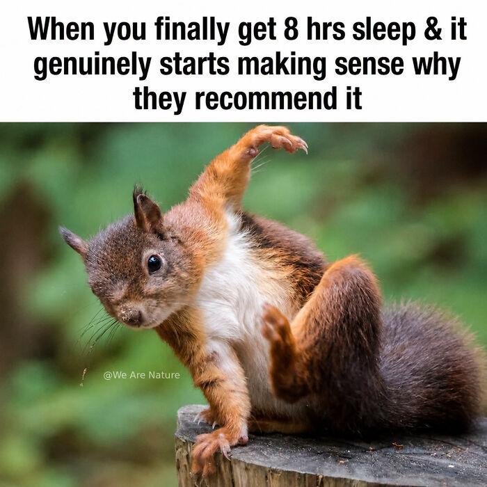 88 Amusing, Cute, And Incredibly Relatable Animal Memes To Make Your Day