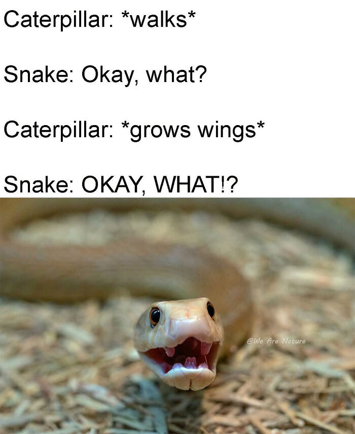 88 Amusing, Cute, And Incredibly Relatable Animal Memes To Make Your Day