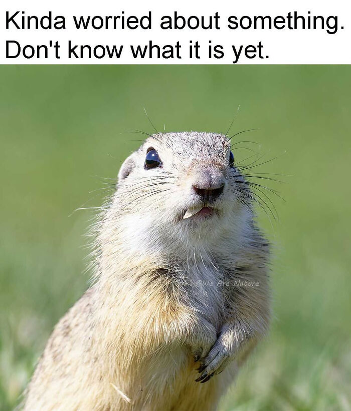 88 Amusing, Cute, And Incredibly Relatable Animal Memes To Make Your Day