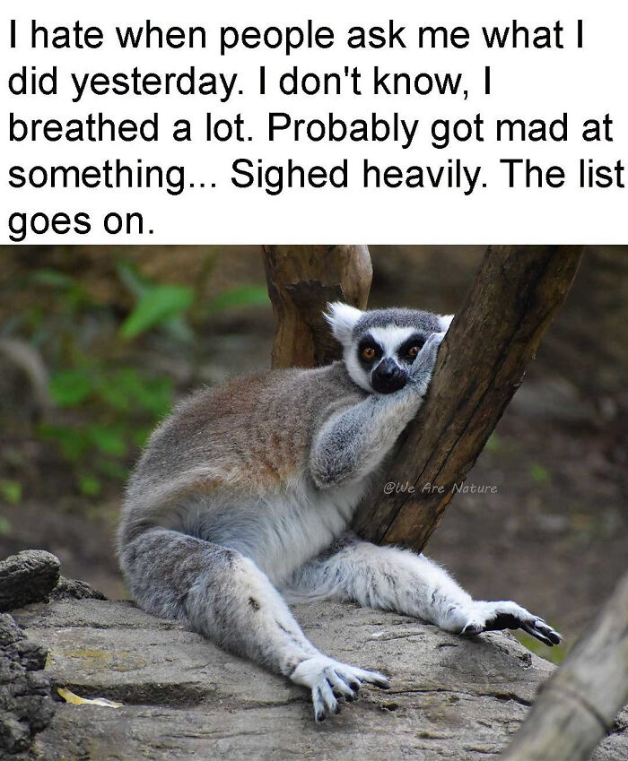 88 Amusing, Cute, And Incredibly Relatable Animal Memes To Make Your Day