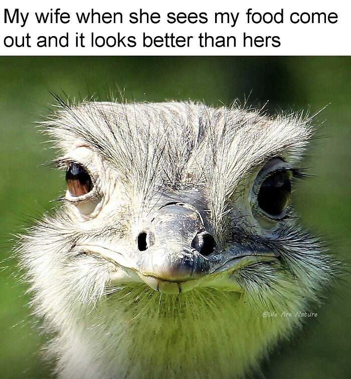 88 Amusing, Cute, And Incredibly Relatable Animal Memes To Make Your Day