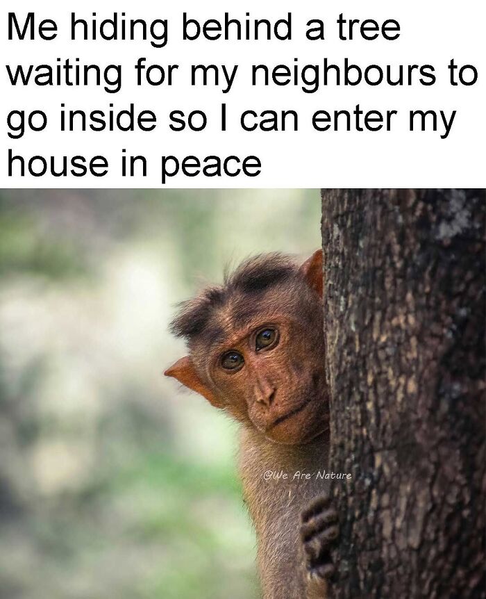 88 Amusing, Cute, And Incredibly Relatable Animal Memes To Make Your Day