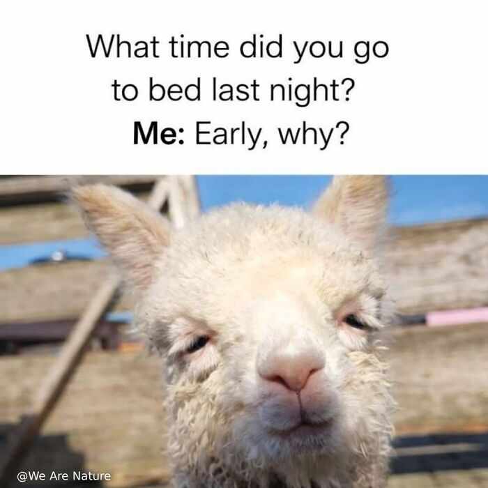 88 Amusing, Cute, And Incredibly Relatable Animal Memes To Make Your Day