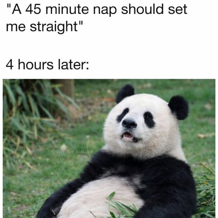 88 Amusing, Cute, And Incredibly Relatable Animal Memes To Make Your Day