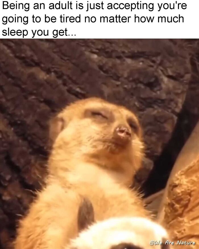88 Amusing, Cute, And Incredibly Relatable Animal Memes To Make Your Day