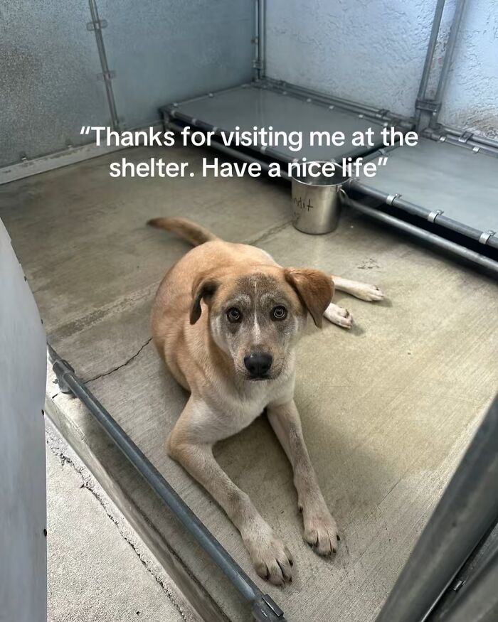 This Rescue Dog Was Scared And Shy In The Shelter, Now His Smile Is Melting Hearts Online