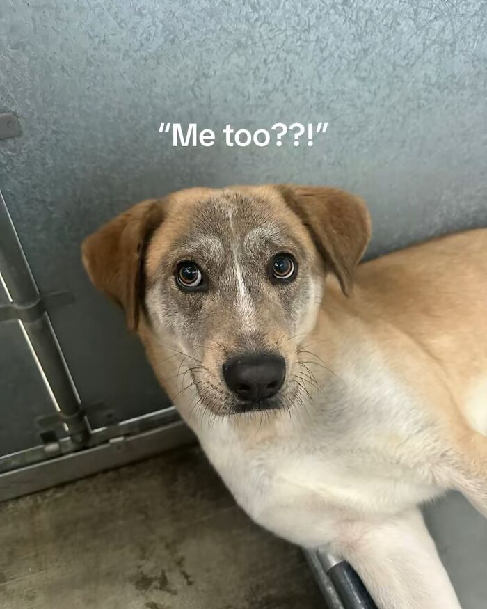 This Rescue Dog Was Scared And Shy In The Shelter, Now His Smile Is Melting Hearts Online