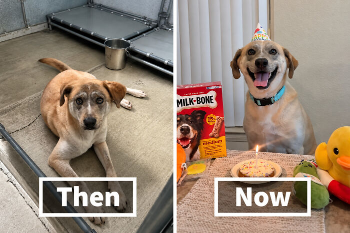 This Rescue Dog Was Scared And Shy In The Shelter, Now His Smile Is Melting Hearts Online
