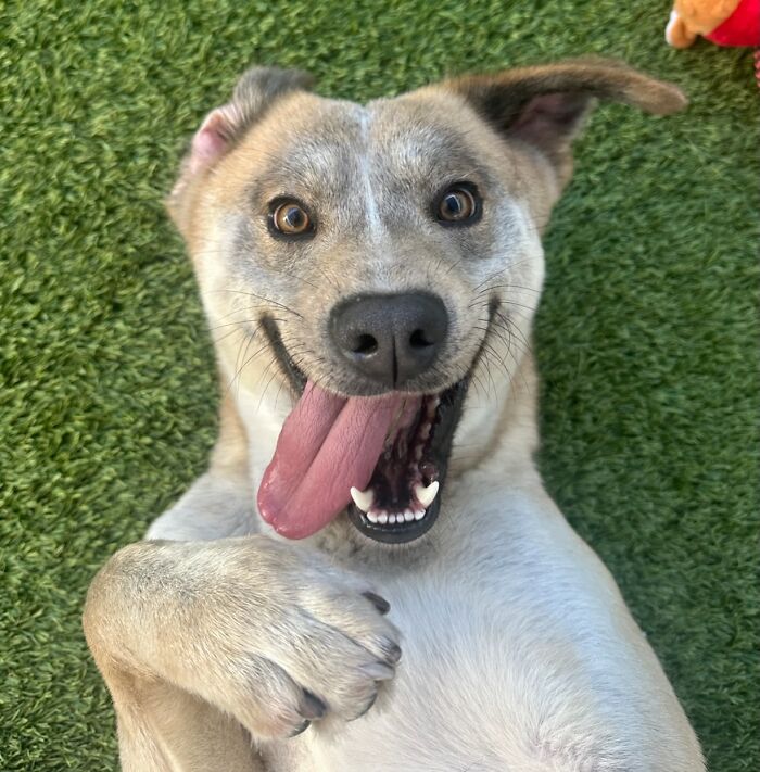 This Rescue Dog Was Scared And Shy In The Shelter, Now His Smile Is Melting Hearts Online