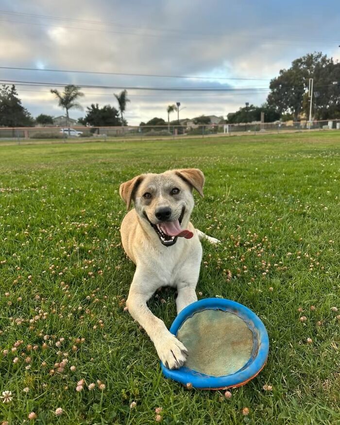 This Rescue Dog Was Scared And Shy In The Shelter, Now His Smile Is Melting Hearts Online