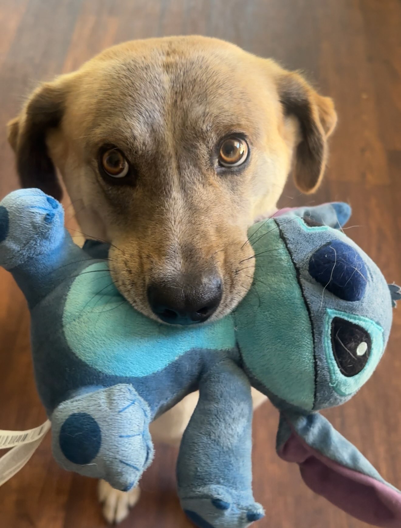 This Rescue Dog Was Scared And Shy In The Shelter, Now His Smile Is Melting Hearts Online
