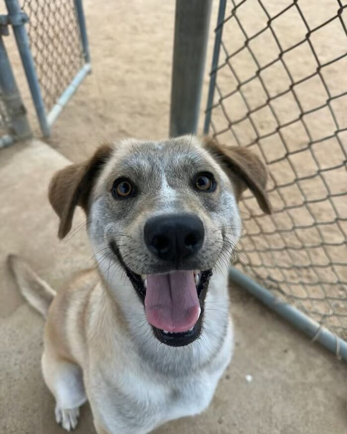 This Rescue Dog Was Scared And Shy In The Shelter, Now His Smile Is Melting Hearts Online