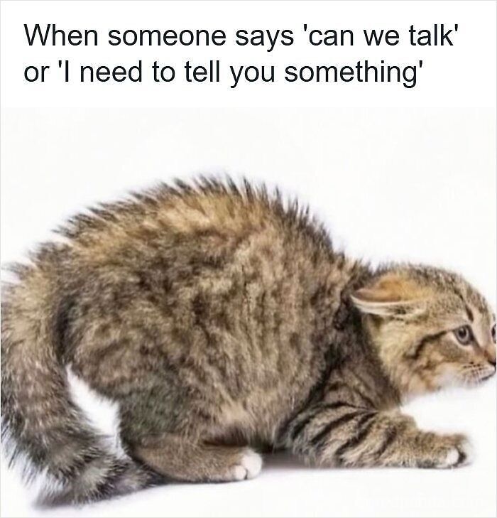 64 Memes That Feel Like The Internet Had One Thought Too Many 64 Memes That Feel Like The Internet Had One Thought Too Many