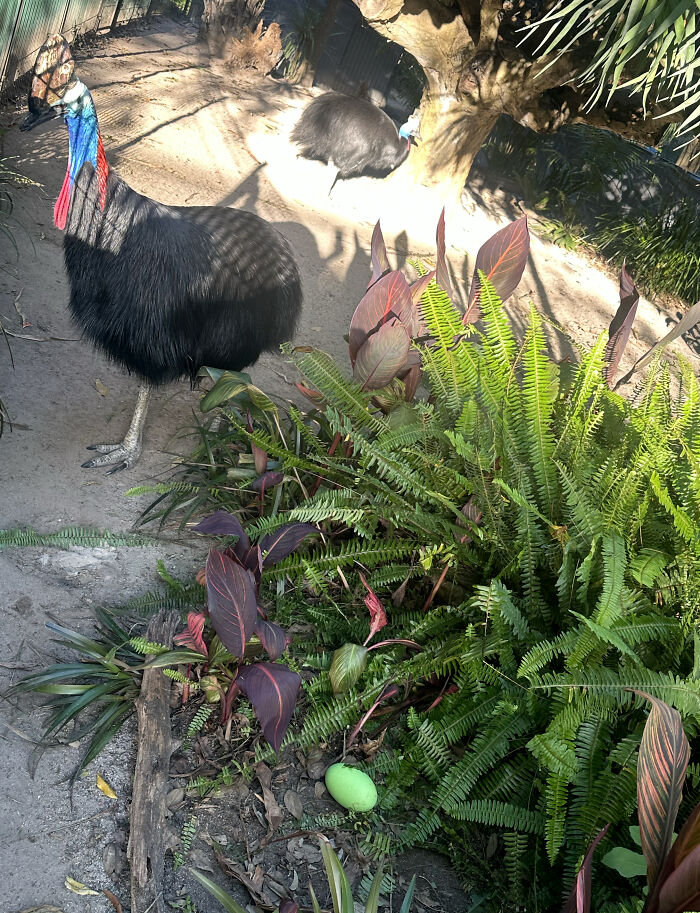 Adelaide Zoo Celebrates A Rare Milestone As Cassowary Couple Lays Three Stunning Green Eggs
