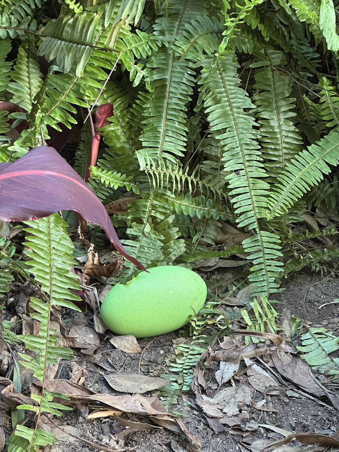 Adelaide Zoo Celebrates A Rare Milestone As Cassowary Couple Lays Three Stunning Green Eggs