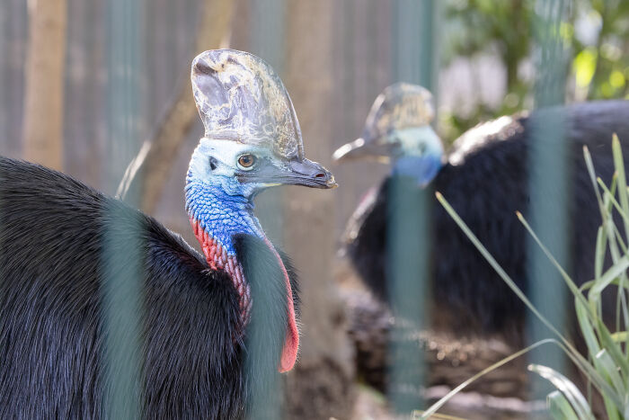 Adelaide Zoo Celebrates A Rare Milestone As Cassowary Couple Lays Three Stunning Green Eggs