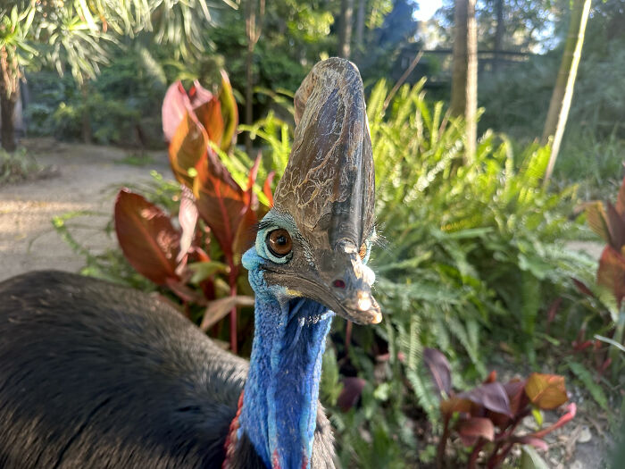 Adelaide Zoo Celebrates A Rare Milestone As Cassowary Couple Lays Three Stunning Green Eggs