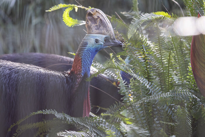 Adelaide Zoo Celebrates A Rare Milestone As Cassowary Couple Lays Three Stunning Green Eggs