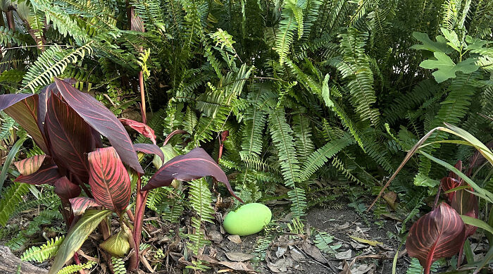 Adelaide Zoo Celebrates A Rare Milestone As Cassowary Couple Lays Three Stunning Green Eggs