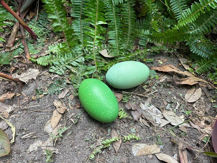 Adelaide Zoo Celebrates A Rare Milestone As Cassowary Couple Lays Three Stunning Green Eggs