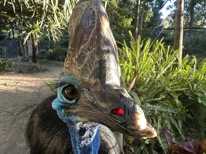 Adelaide Zoo Celebrates A Rare Milestone As Cassowary Couple Lays Three Stunning Green Eggs