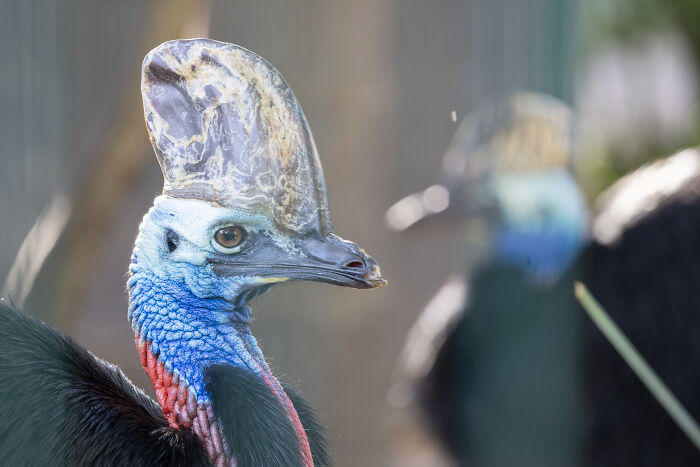 Adelaide Zoo Celebrates A Rare Milestone As Cassowary Couple Lays Three Stunning Green Eggs