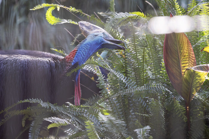 Adelaide Zoo Celebrates A Rare Milestone As Cassowary Couple Lays Three Stunning Green Eggs