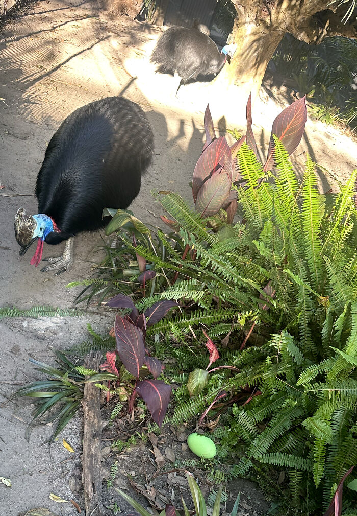 Adelaide Zoo Celebrates A Rare Milestone As Cassowary Couple Lays Three Stunning Green Eggs