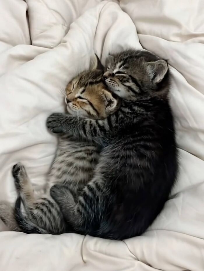 46 Purr-fectly Timed Cat Pics That Might Make You Laugh Out Loud, As Shared By This Page 46 Purr-fectly Timed Cat Pics That Might Make You Laugh Out Loud, As Shared By This Page