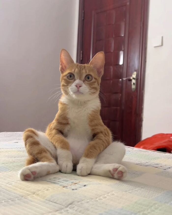 46 Purr-fectly Timed Cat Pics That Might Make You Laugh Out Loud, As Shared By This Page 46 Purr-fectly Timed Cat Pics That Might Make You Laugh Out Loud, As Shared By This Page