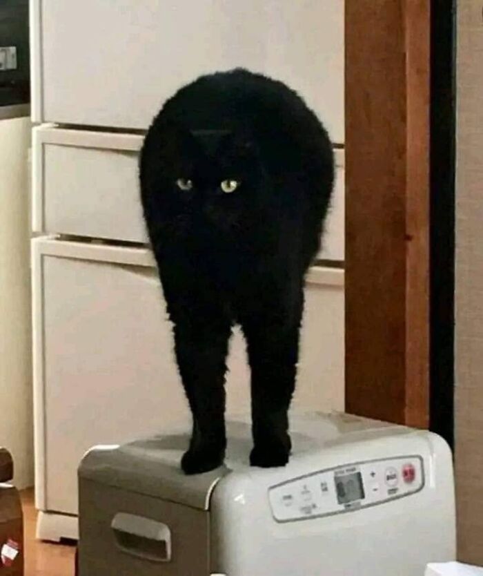 46 Purr-fectly Timed Cat Pics That Might Make You Laugh Out Loud, As Shared By This Page 46 Purr-fectly Timed Cat Pics That Might Make You Laugh Out Loud, As Shared By This Page