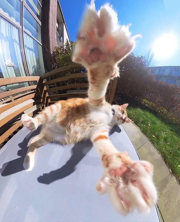 46 Purr-fectly Timed Cat Pics That Might Make You Laugh Out Loud, As Shared By This Page 46 Purr-fectly Timed Cat Pics That Might Make You Laugh Out Loud, As Shared By This Page