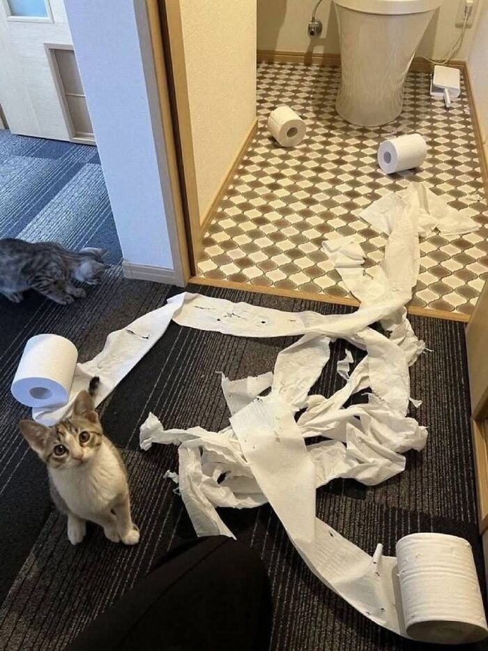 46 Purr-fectly Timed Cat Pics That Might Make You Laugh Out Loud, As Shared By This Page 46 Purr-fectly Timed Cat Pics That Might Make You Laugh Out Loud, As Shared By This Page