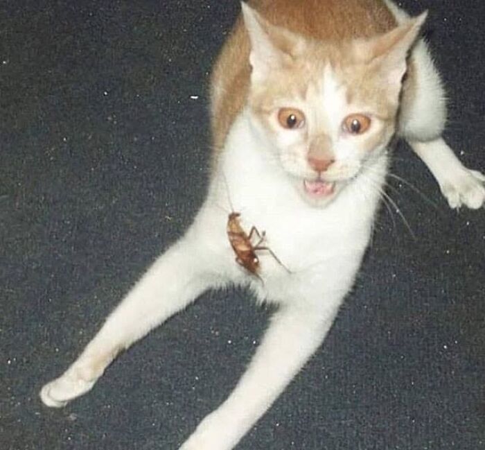 46 Purr-fectly Timed Cat Pics That Might Make You Laugh Out Loud, As Shared By This Page 46 Purr-fectly Timed Cat Pics That Might Make You Laugh Out Loud, As Shared By This Page