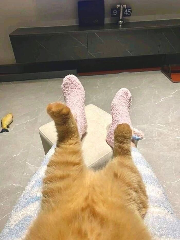 46 Purr-fectly Timed Cat Pics That Might Make You Laugh Out Loud, As Shared By This Page 46 Purr-fectly Timed Cat Pics That Might Make You Laugh Out Loud, As Shared By This Page