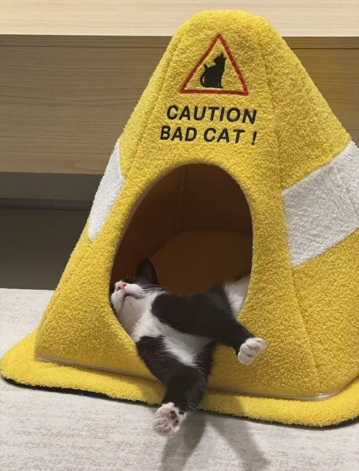 46 Purr-fectly Timed Cat Pics That Might Make You Laugh Out Loud, As Shared By This Page 46 Purr-fectly Timed Cat Pics That Might Make You Laugh Out Loud, As Shared By This Page