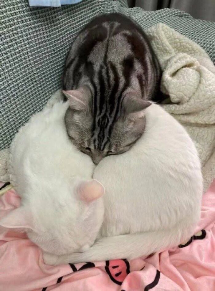 46 Purr-fectly Timed Cat Pics That Might Make You Laugh Out Loud, As Shared By This Page 46 Purr-fectly Timed Cat Pics That Might Make You Laugh Out Loud, As Shared By This Page