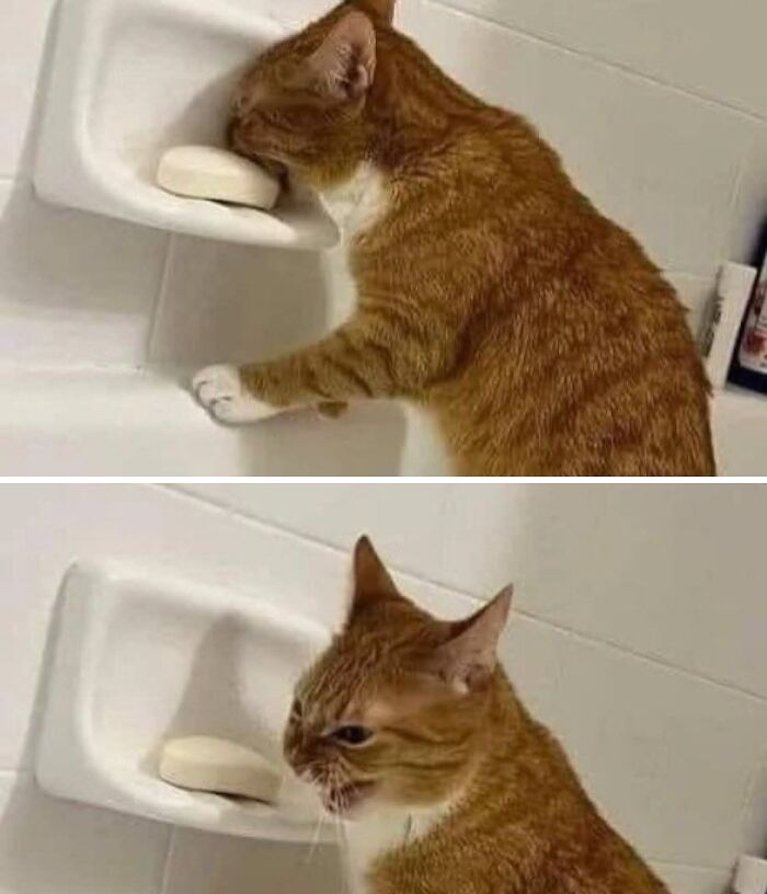 46 Purr-fectly Timed Cat Pics That Might Make You Laugh Out Loud, As Shared By This Page 46 Purr-fectly Timed Cat Pics That Might Make You Laugh Out Loud, As Shared By This Page