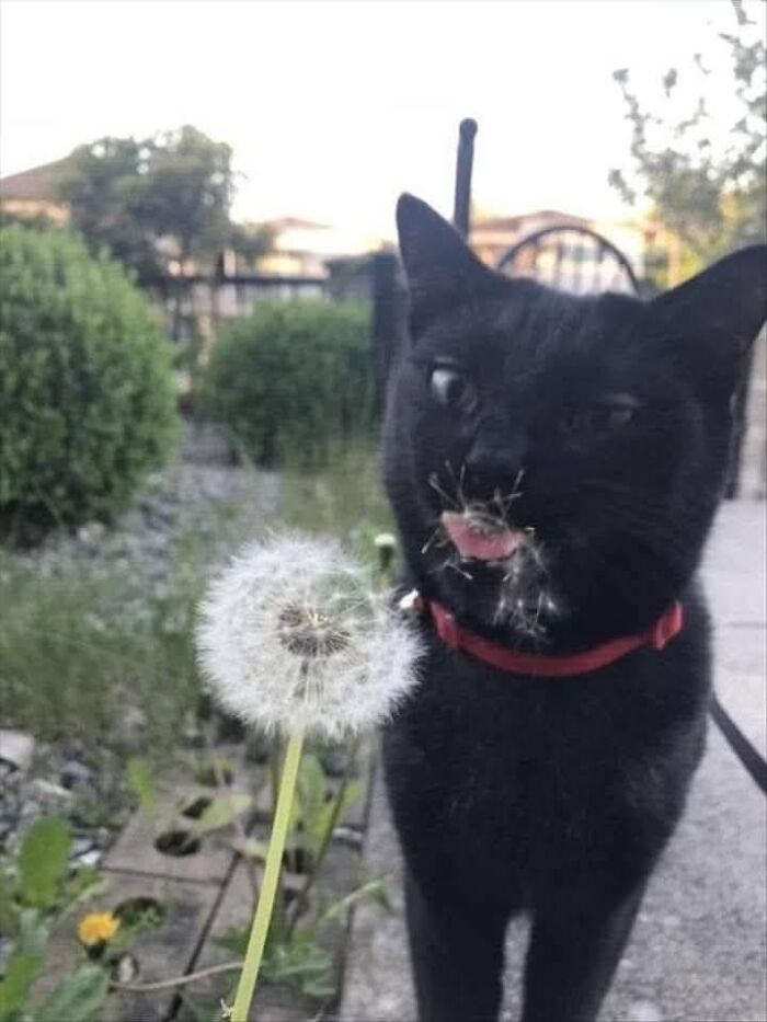 46 Purr-fectly Timed Cat Pics That Might Make You Laugh Out Loud, As Shared By This Page 46 Purr-fectly Timed Cat Pics That Might Make You Laugh Out Loud, As Shared By This Page