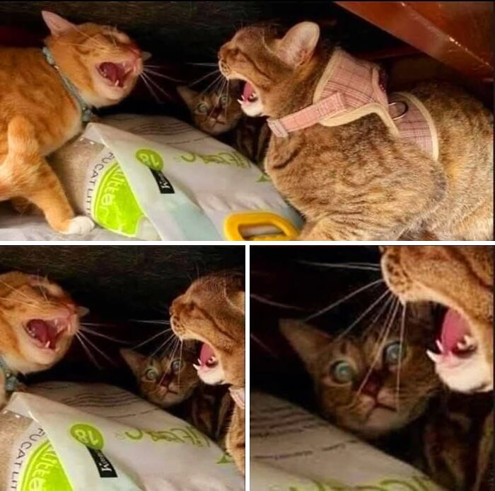 46 Purr-fectly Timed Cat Pics That Might Make You Laugh Out Loud, As Shared By This Page 46 Purr-fectly Timed Cat Pics That Might Make You Laugh Out Loud, As Shared By This Page