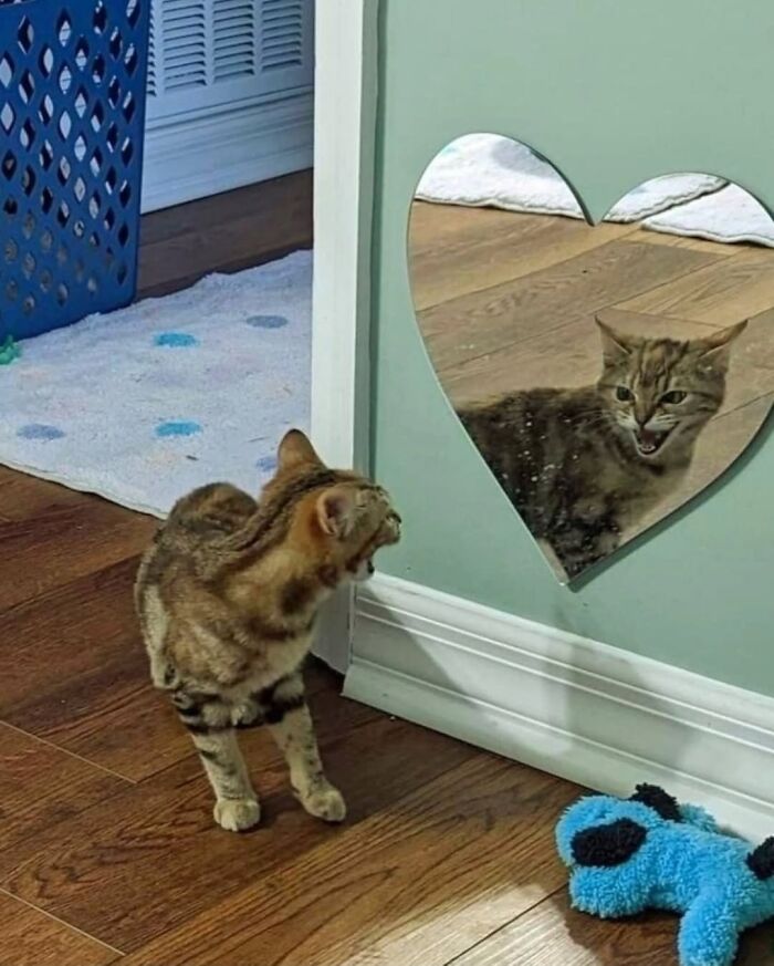 46 Purr-fectly Timed Cat Pics That Might Make You Laugh Out Loud, As Shared By This Page 46 Purr-fectly Timed Cat Pics That Might Make You Laugh Out Loud, As Shared By This Page