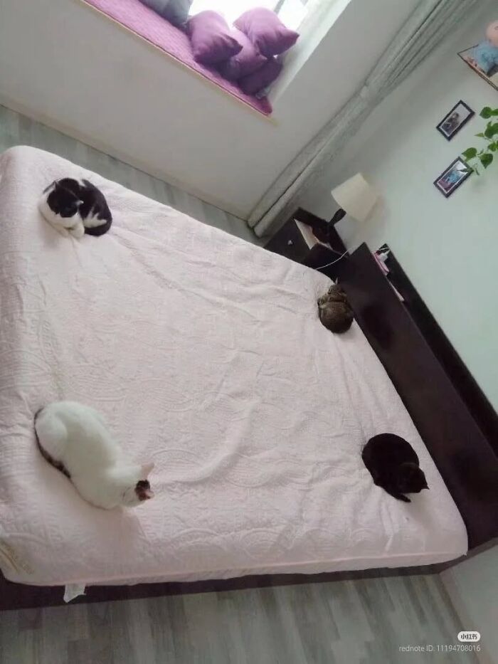 46 Purr-fectly Timed Cat Pics That Might Make You Laugh Out Loud, As Shared By This Page 46 Purr-fectly Timed Cat Pics That Might Make You Laugh Out Loud, As Shared By This Page