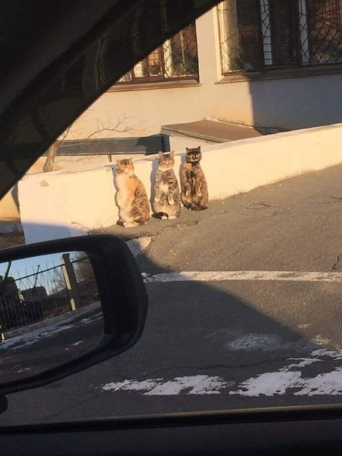 46 Purr-fectly Timed Cat Pics That Might Make You Laugh Out Loud, As Shared By This Page 46 Purr-fectly Timed Cat Pics That Might Make You Laugh Out Loud, As Shared By This Page