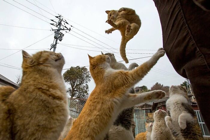 46 Purr-fectly Timed Cat Pics That Might Make You Laugh Out Loud, As Shared By This Page 46 Purr-fectly Timed Cat Pics That Might Make You Laugh Out Loud, As Shared By This Page