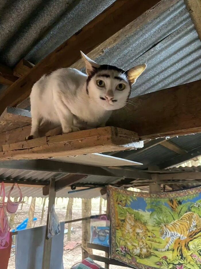 46 Purr-fectly Timed Cat Pics That Might Make You Laugh Out Loud, As Shared By This Page 46 Purr-fectly Timed Cat Pics That Might Make You Laugh Out Loud, As Shared By This Page