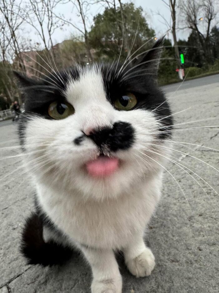 46 Purr-fectly Timed Cat Pics That Might Make You Laugh Out Loud, As Shared By This Page 46 Purr-fectly Timed Cat Pics That Might Make You Laugh Out Loud, As Shared By This Page
