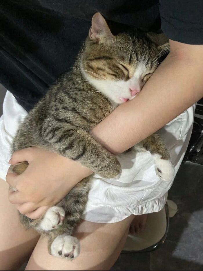 46 Purr-fectly Timed Cat Pics That Might Make You Laugh Out Loud, As Shared By This Page 46 Purr-fectly Timed Cat Pics That Might Make You Laugh Out Loud, As Shared By This Page